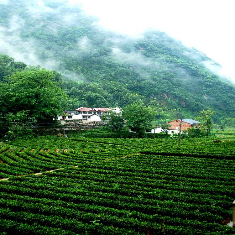 鳳凰山北麓,主要有仙女池,吊罐寨,黑龍洞,仙石臺,擂鼓臺,鐵瓦殿等眾多